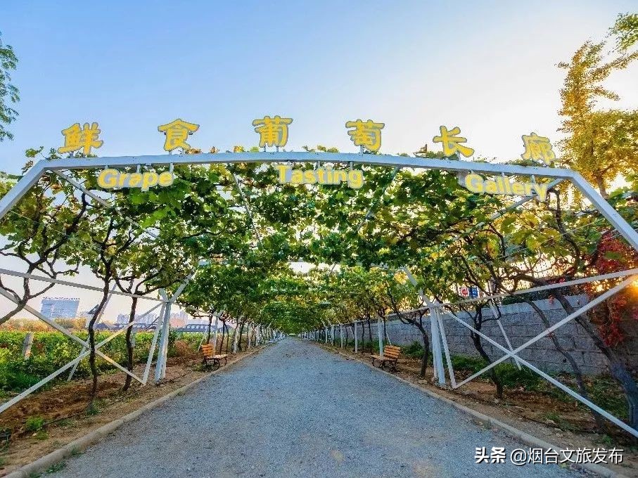 张裕卡斯特酒庄摘葡萄,张裕卡斯特酒庄750毫升定制