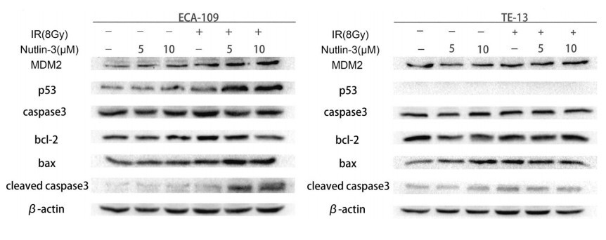 连云港第二人民医院发现Nutlin-3能增强P53对食管癌的放射敏感性