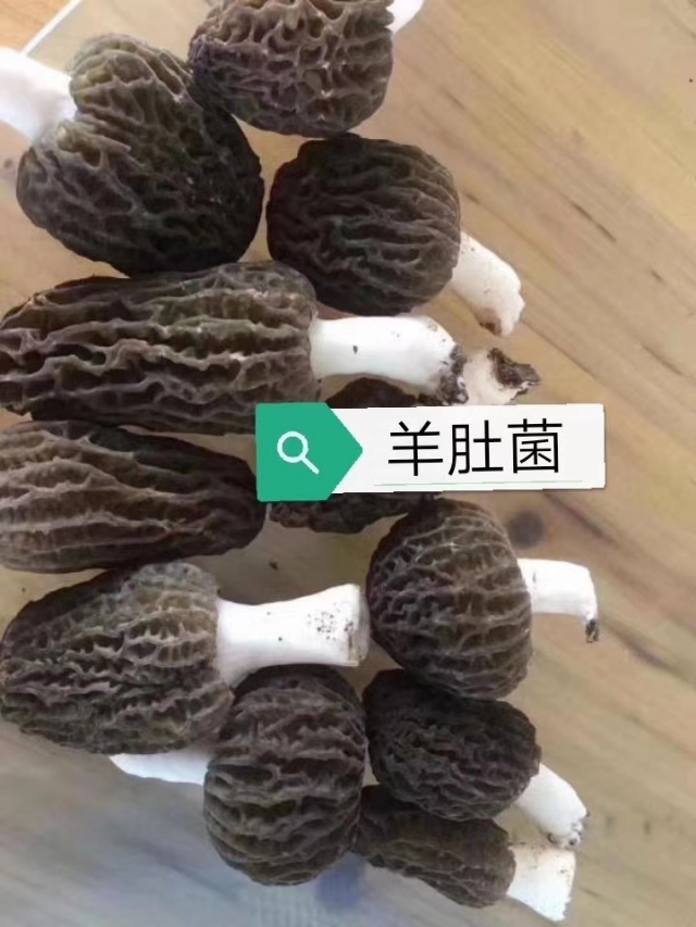 利润高周期短的养殖项目,山东青蛙养殖加盟