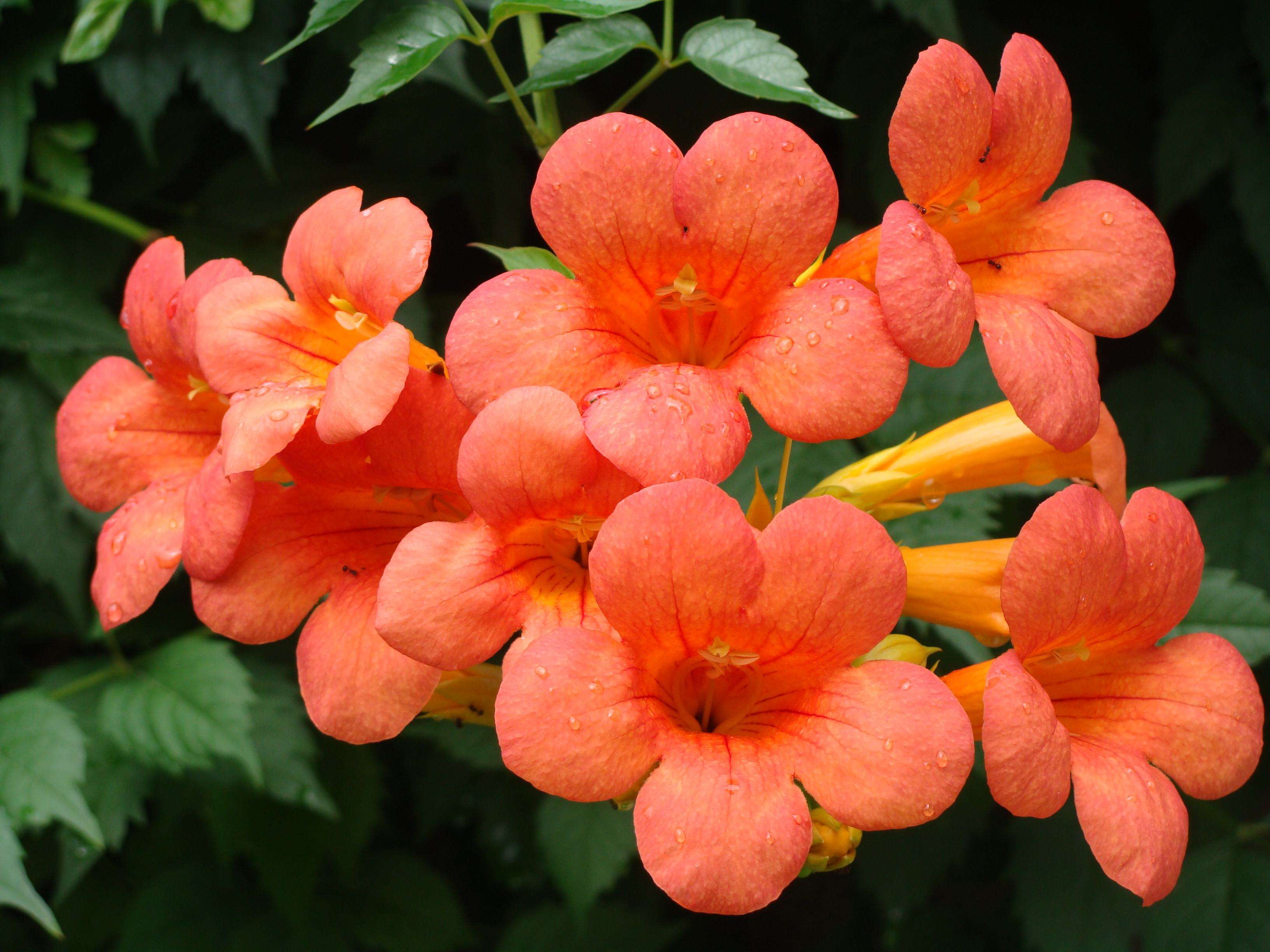 花语大全100种花的花语,100种象征着爱情的花的花语