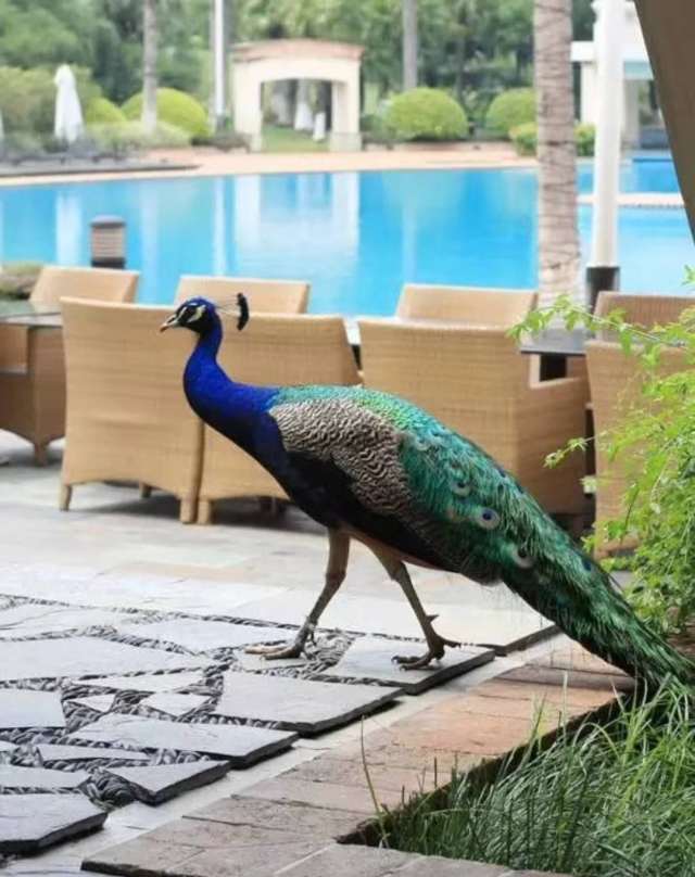 东莞唐拉雅秀酒店攻略,唐拉雅秀酒店游泳池