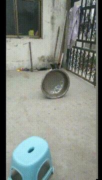 奶奶给狗洗澡搞笑,狗子洗澡搞笑视频