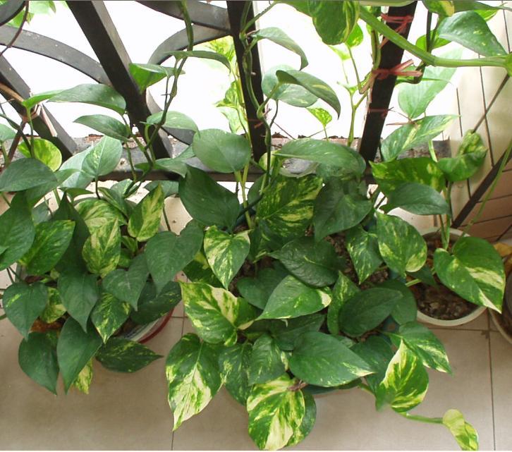 绿萝咋养长得旺而不出条,绿萝怎么养才能更旺盛不会长芽