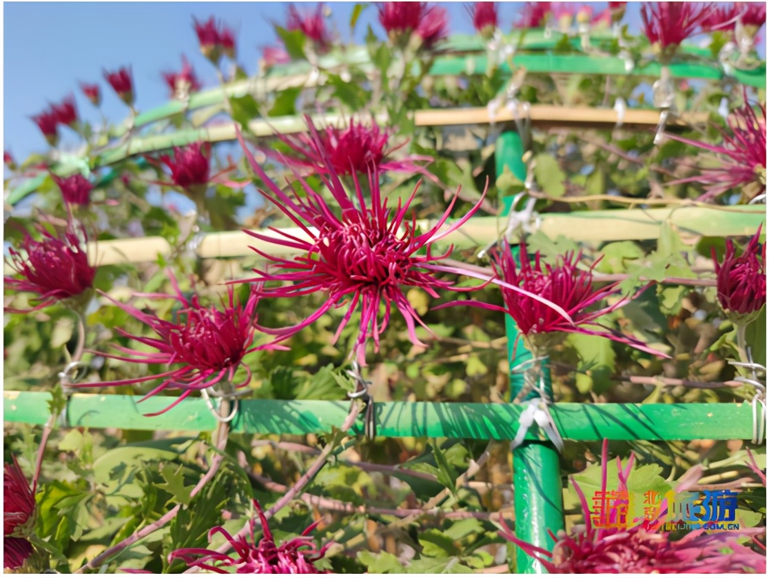 天坛公园最佳赏花时间,天坛必看的景点