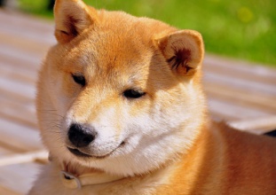 各品种犬最常见的遗传缺陷，在养待养的都看一下