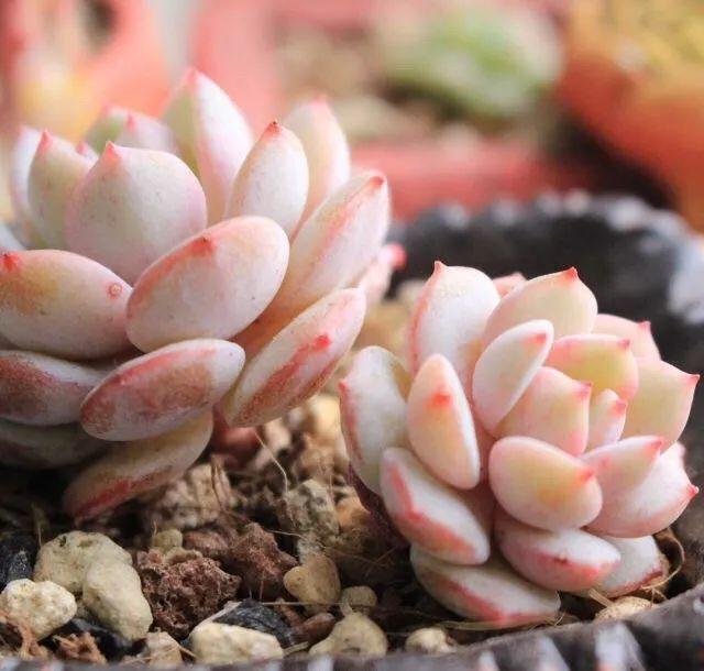 几款好看又好养的多肉,好养且易爆盆的多肉