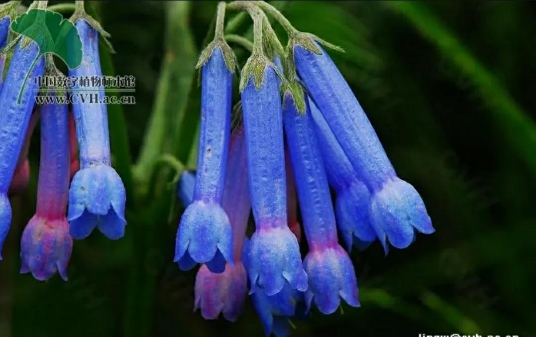 芳踪难觅濒危花！清新治愈篇：沙漠高原是吾家，豹子花的春天来了