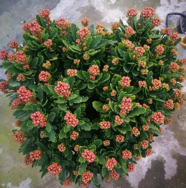 养长寿花技巧与方法,养长寿花的技巧