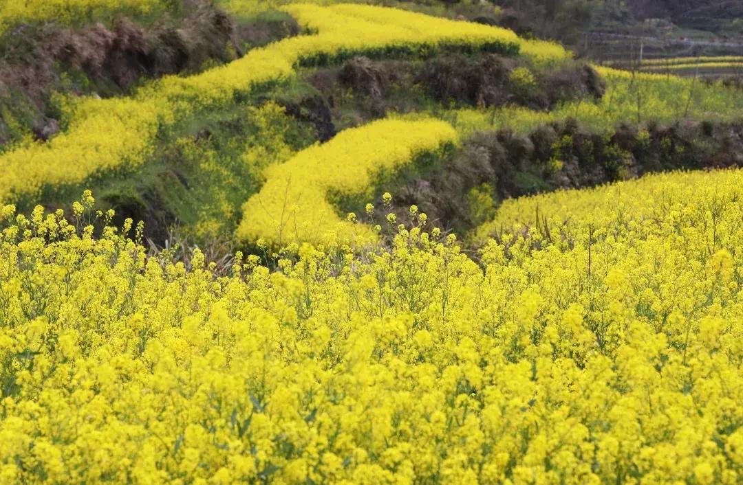 最美的花送给大家共赏,最美的花送给大家观赏