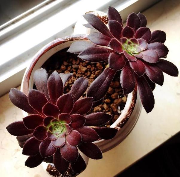 多肉怎么养成妖桩或悬崖桩,多肉老桩20多天可以露养吗