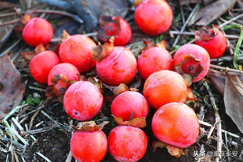 秋天家门口的柿子美景图,秋天的柿子是思乡的柿子