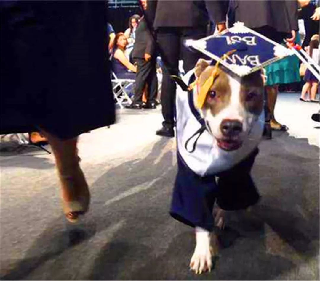 罗威纳想陪小主人上幼儿园，因太重被司机拒载，无奈看着校车远去