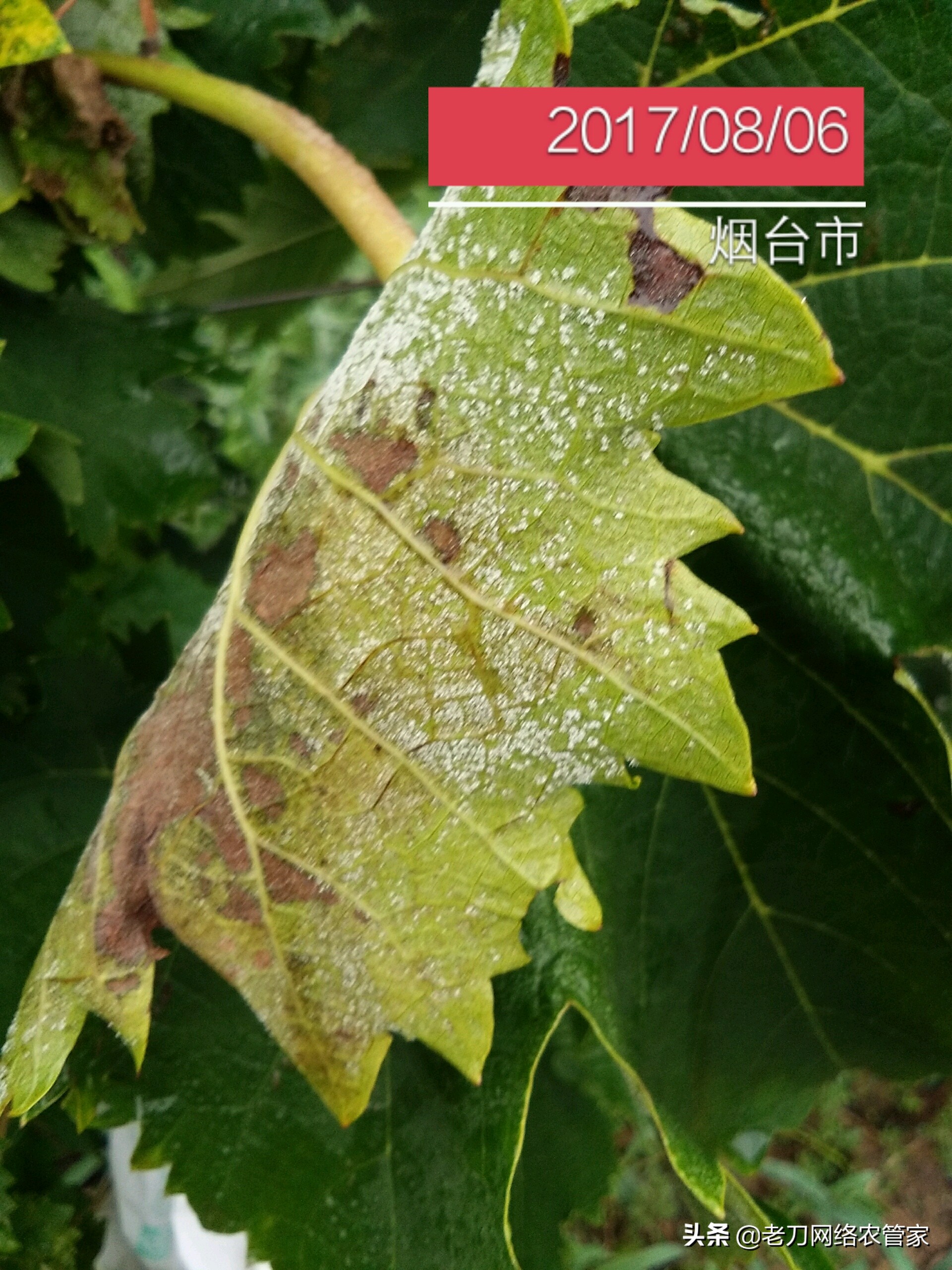 灰风暴葡萄灰霉病,霜霉病灰霉病什么情况易发生