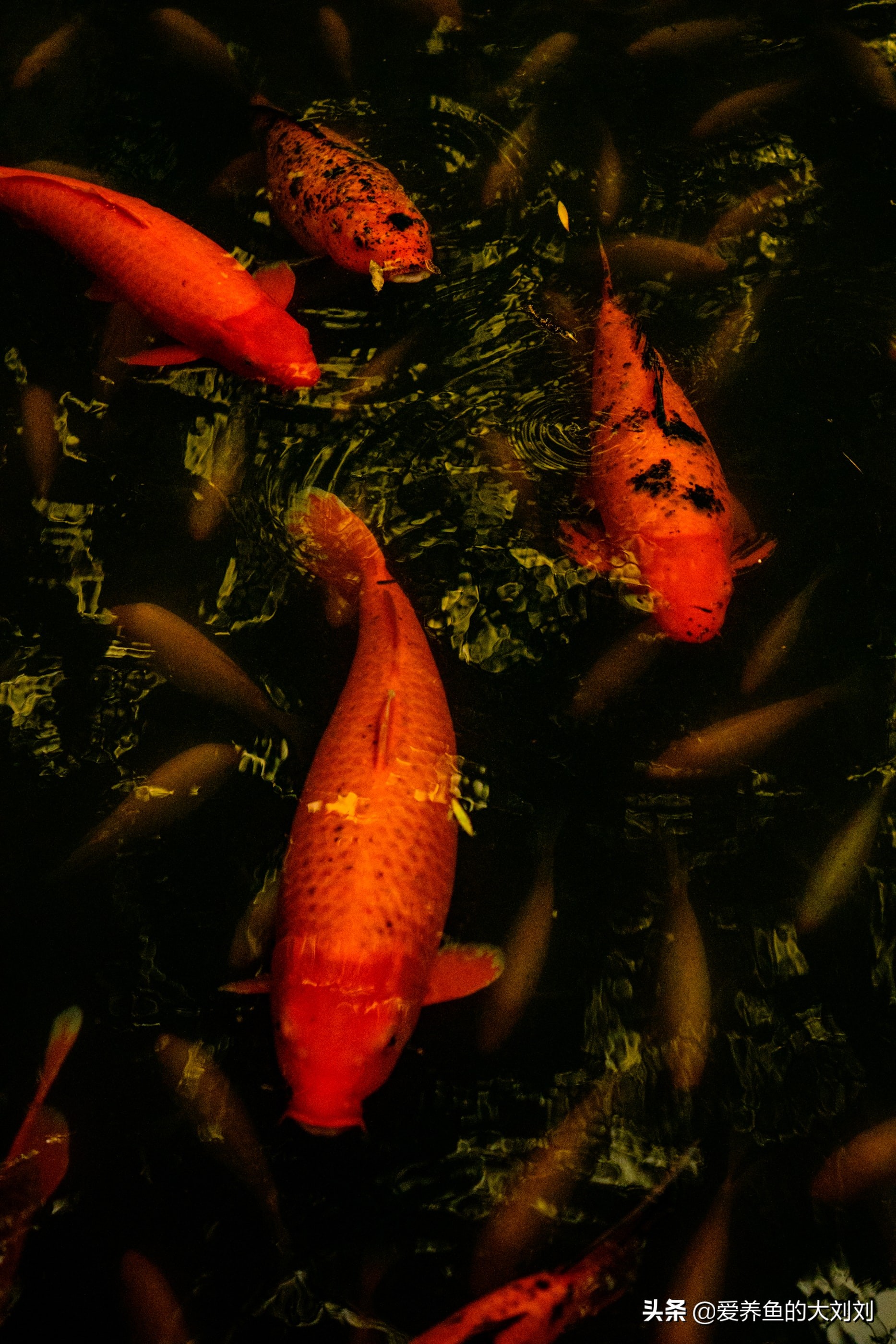 养鱼密度大注意事项,养鱼密度大需要注意什么