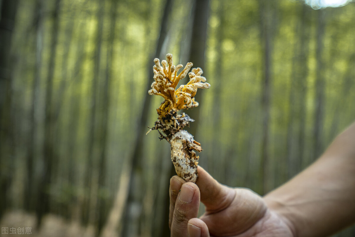 夏季常见的昆虫,夏季北方农村常见的昆虫