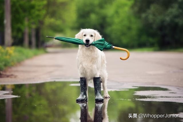 下雨天遛狗狗会生病吗,下雨天不要遛狗