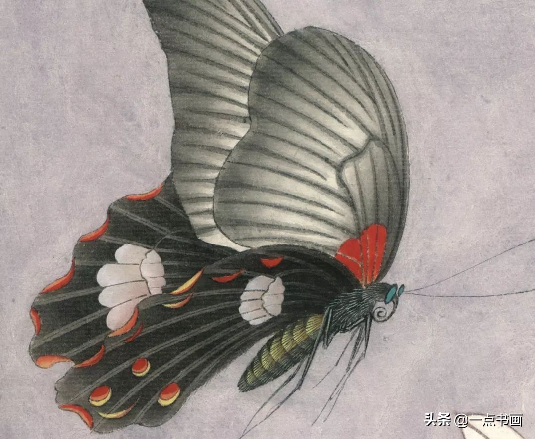 玉兰蝴蝶工笔绘制示范,玉兰蝴蝶工笔画上色步骤