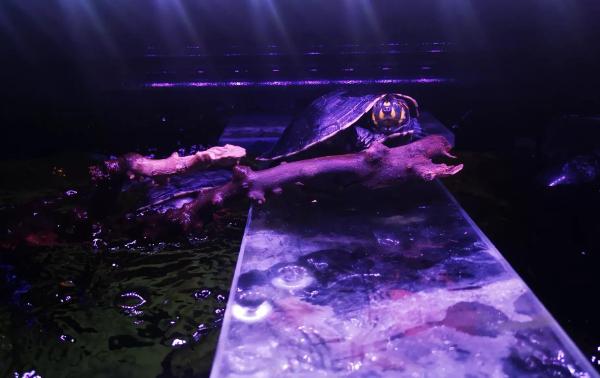 鱼缸内养黄颈侧头龟能长多大,黄头侧颈龟没有鱼缸怎么养