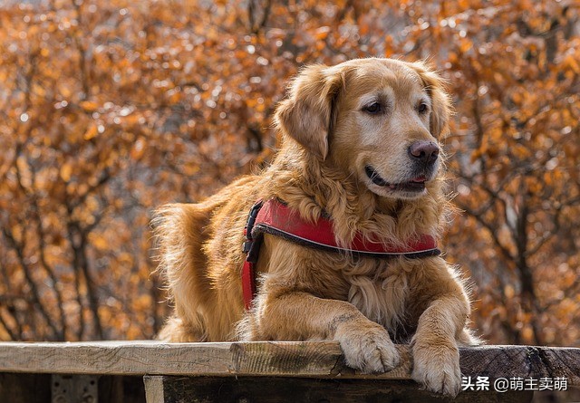 金毛咬主人怎么训,金毛老是咬主人的手怎么纠正