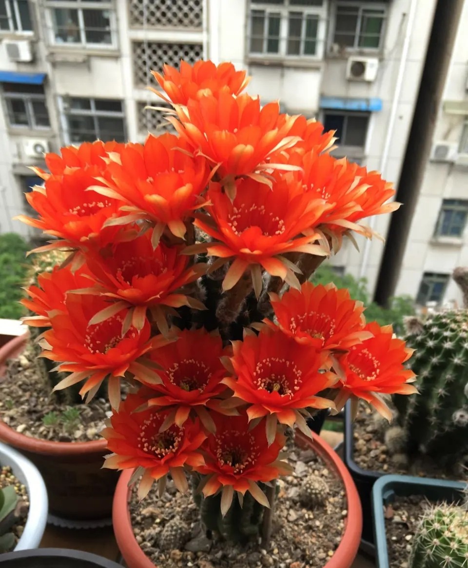 太极莲仙人球,狂莲仙人球