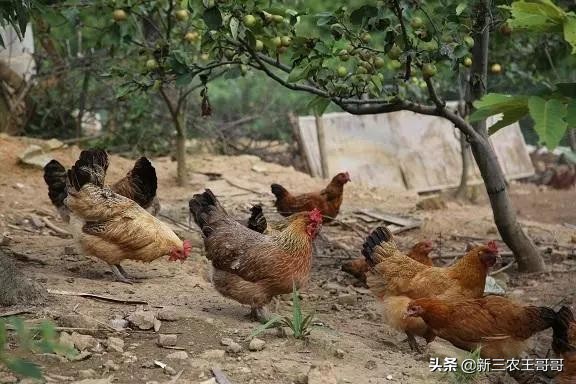 养殖业十大商机,养殖业好项目推荐