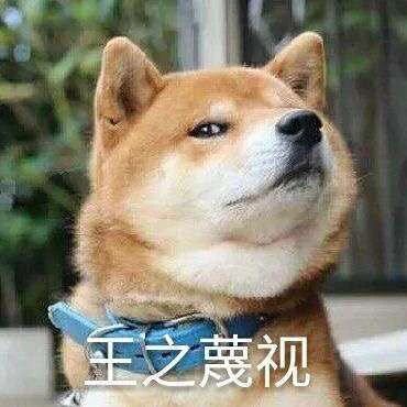 一定要和养狗的人做朋友吗,就喜欢和志同道合的人做朋友