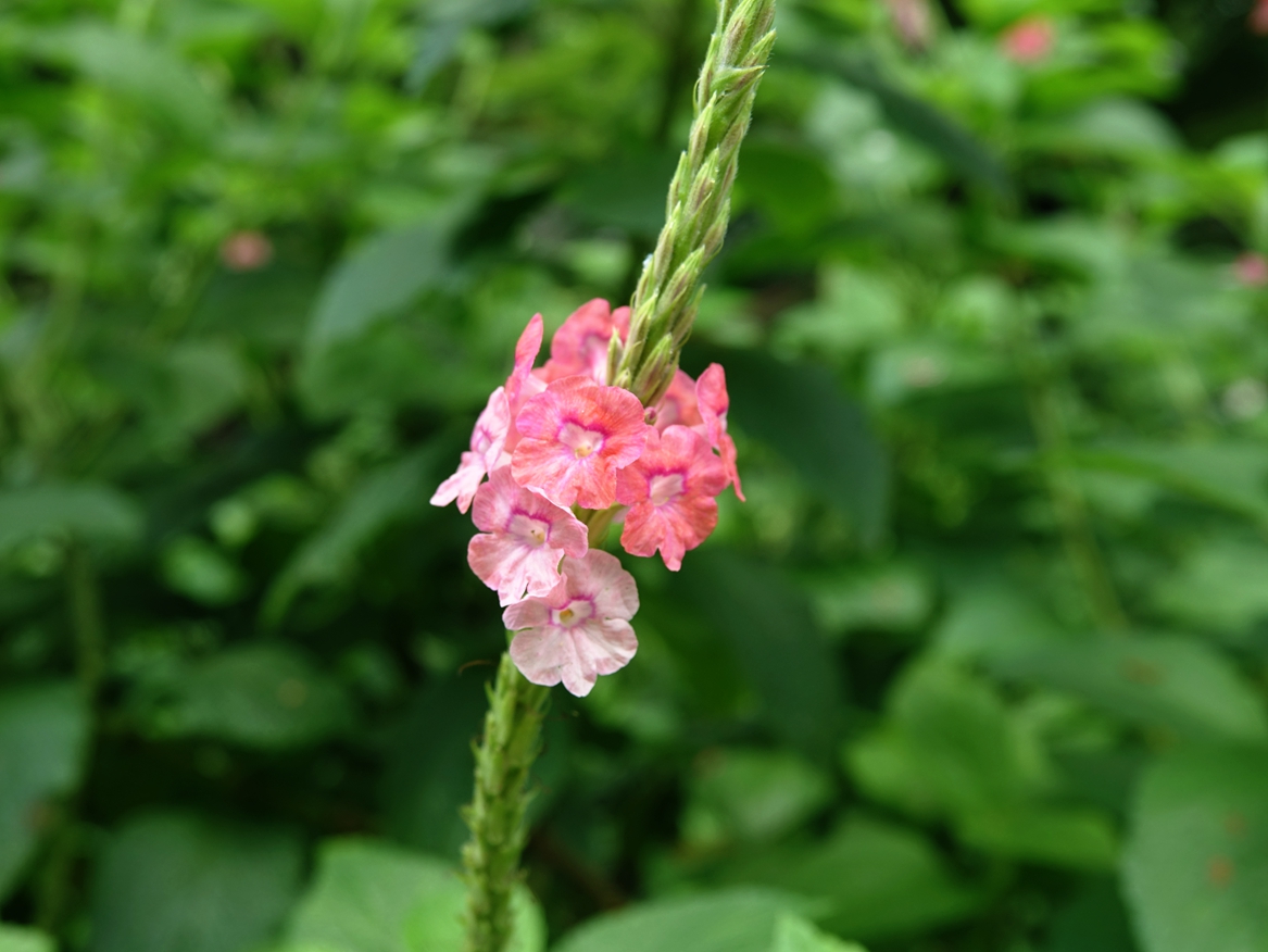 花木春秋66：假马鞭，花序类似马鞭草，一百多年前流窜到香港