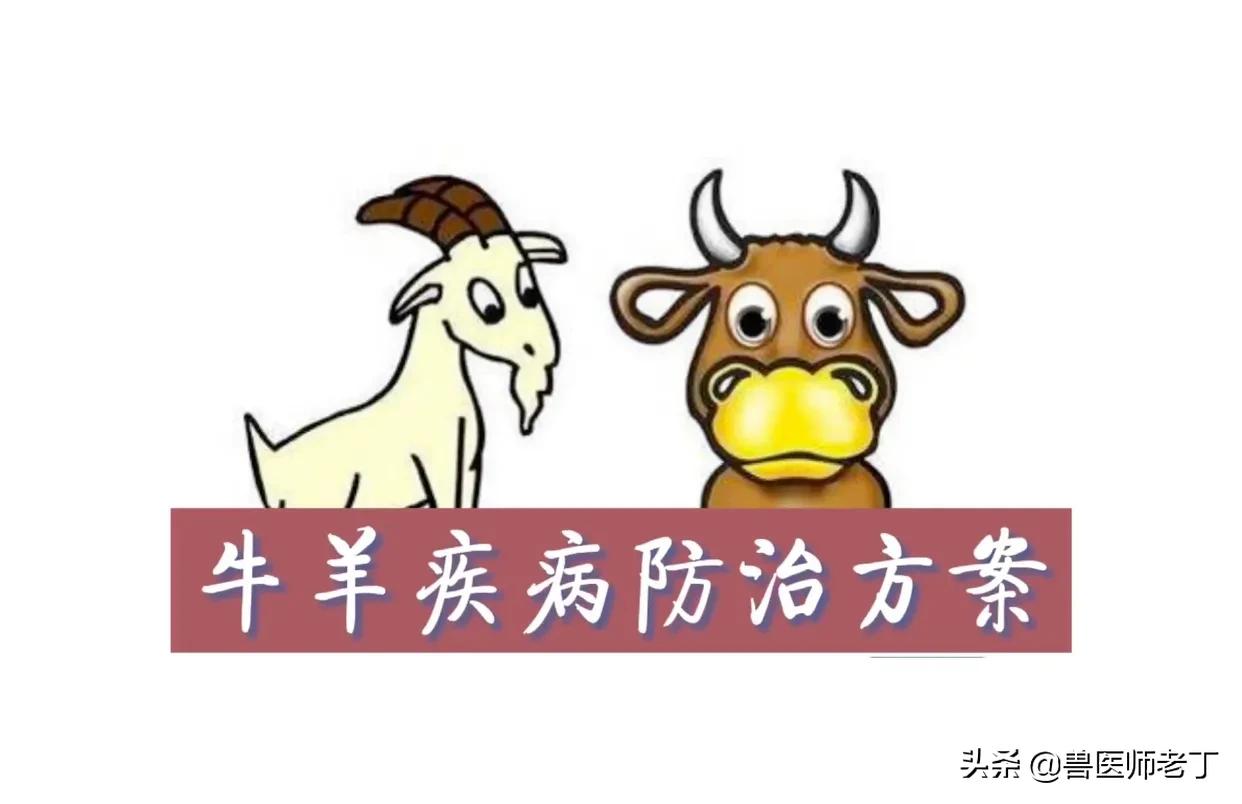 牛羊口蹄疫病,牛羊口蹄疫发病原因及治疗