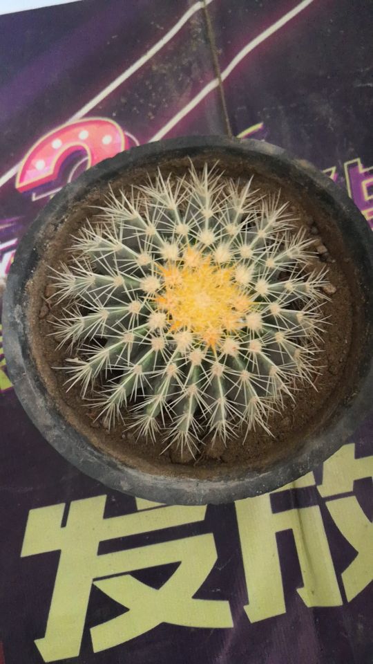 金虎长歪怎么办,金虎多少年可以长到25公分