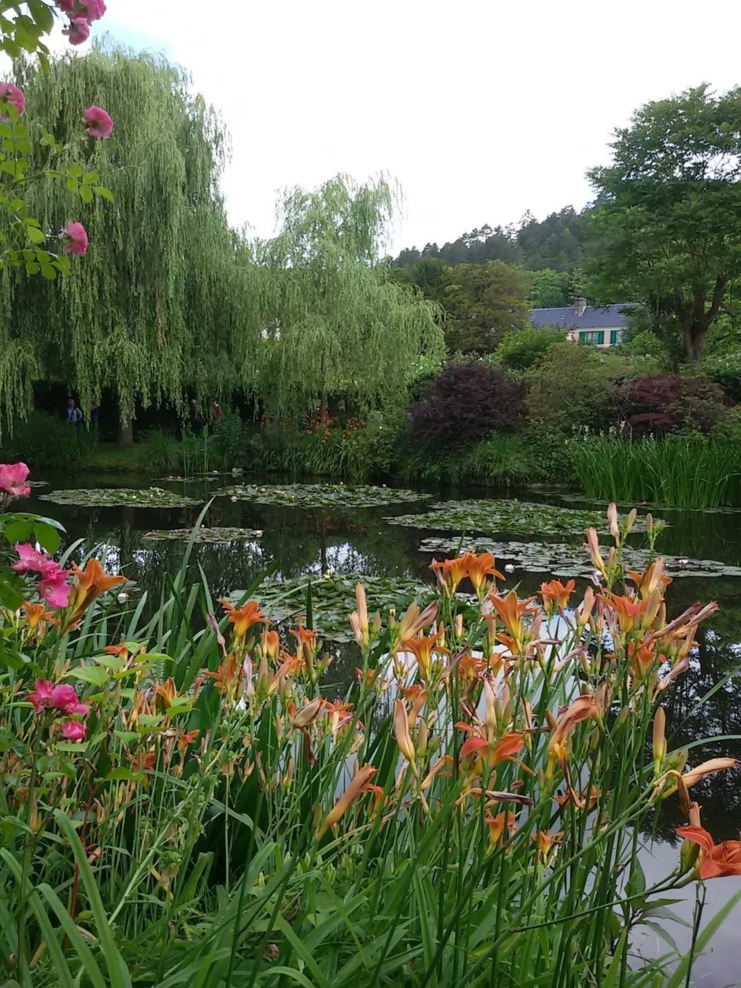 池塘种植水生植物技巧,1.5米深水池塘里睡莲的种植方法