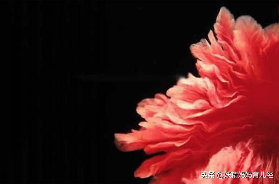 宝宝在妈妈肚子里发育过程图卡通,宝宝在妈妈肚子生长图