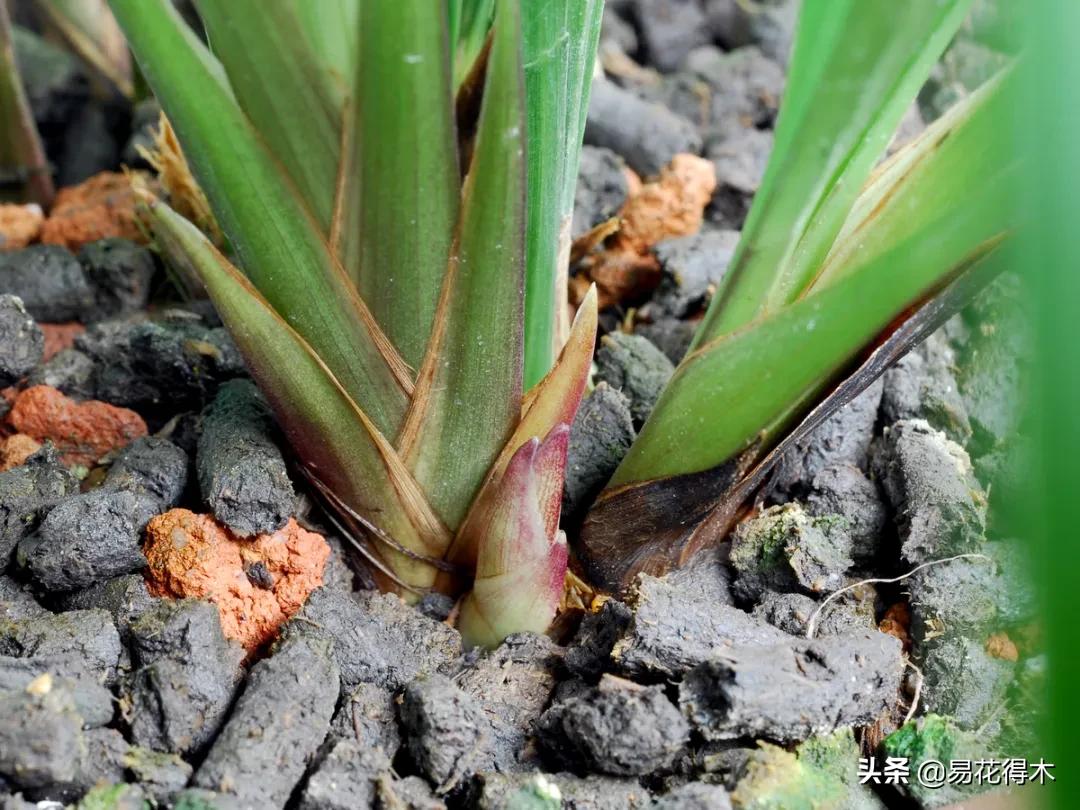 兰花干养根湿养叶怎么理解,兰花喜湿还是喜干
