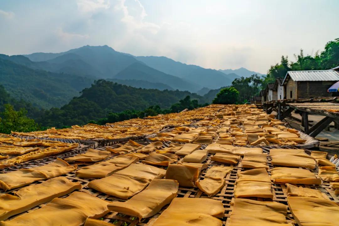 中国竹笋够不够熊猫吃,竹笋是熊猫吃的那种吗
