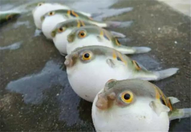 12个好吃的美食,十二种美容食物