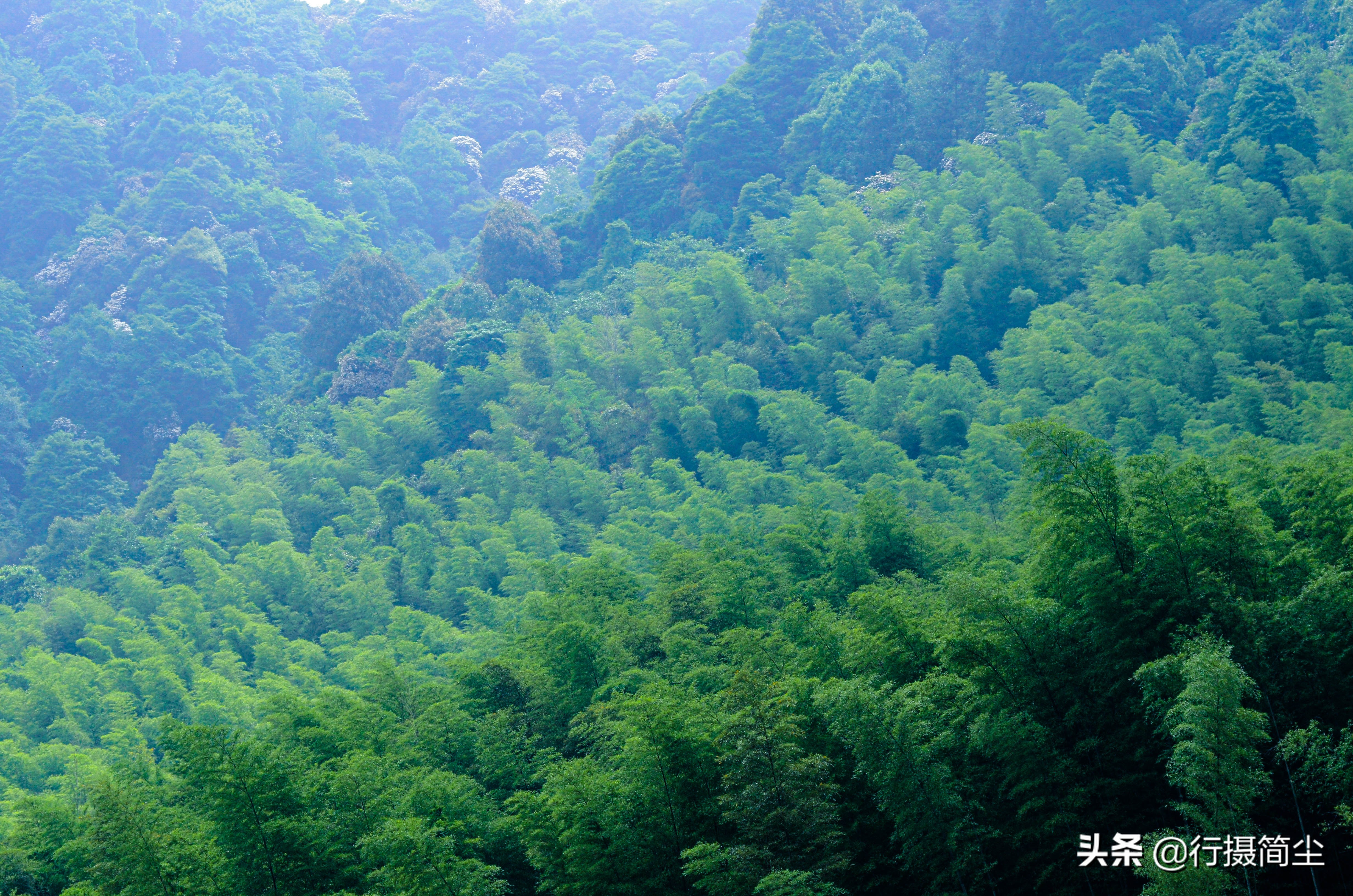 永川茶山竹海，茶山含情，竹海溢笑