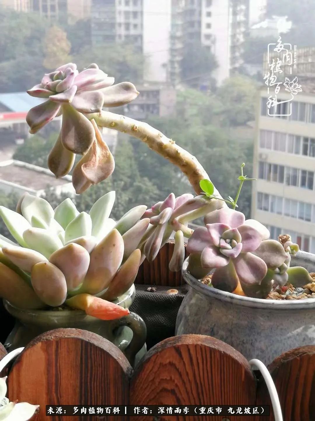 在重庆养多肉养的是一种信仰,重庆养多肉适合用什么土