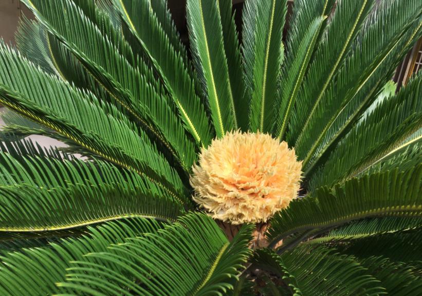 铁树真的需要千年才能开花吗,铁树开花后千年难遇吗