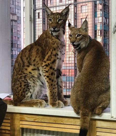 想养猫又怕被猫抓,俄罗斯养猞猁