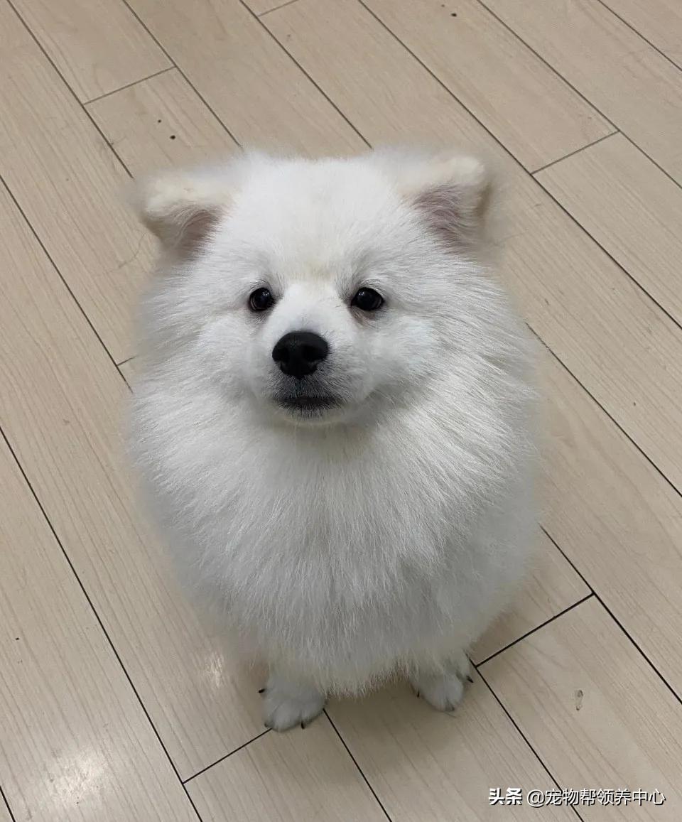 狗狗被*养送**期间患上细小，前主人却说：存活几率很小，别治了…