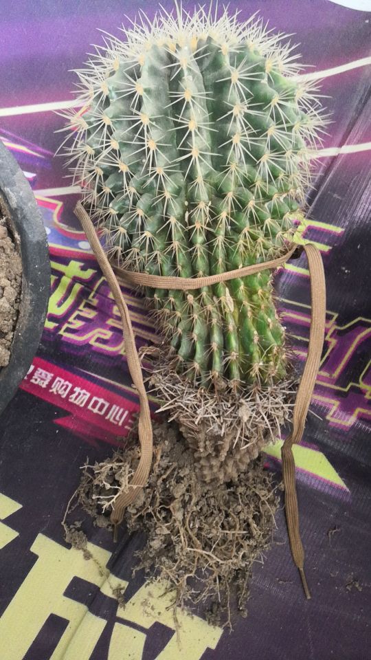 金虎长歪怎么办,金虎多少年可以长到25公分