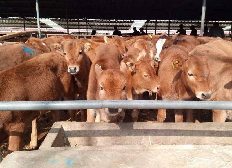 秋季养牛注意事项和禁忌,养牛户要注意哪些