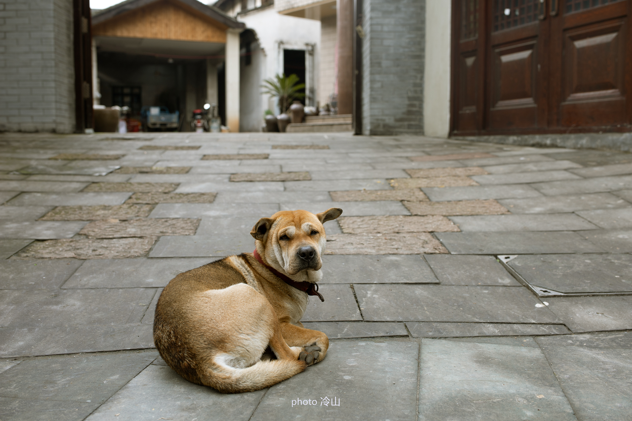 钱塘湖春行杭州,春行江苏鼋头渚赏樱