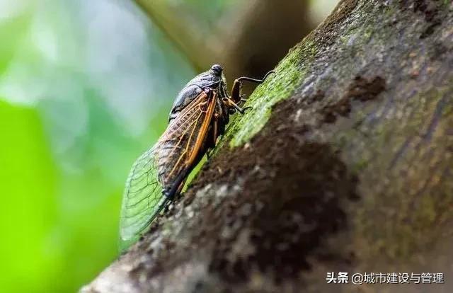 草树青翠虫鸣起，一枕清凉入梦来