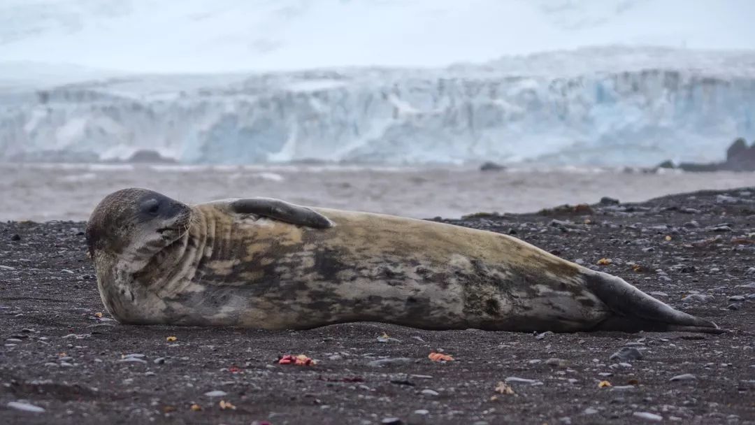 去南极能走出这个世界吗,为什么现在都要去南极