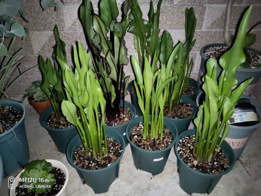 马蹄莲室内可以种吗,马蹄莲有多少种类型