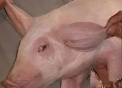 猪耳廓增厚肿胀是哪方面引起的？该如何治疗和防控