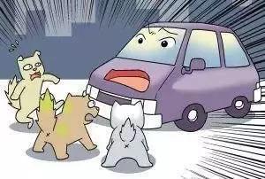 撞死宠物狗属于轻微的交通事故吗,撞死宠物狗交通事故