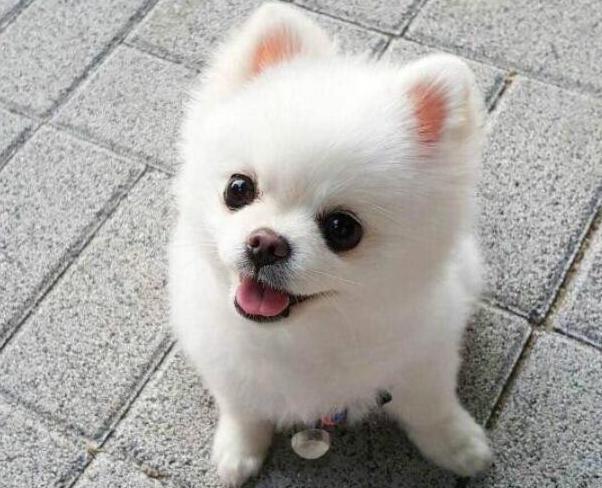 养五个月的博美新手要注意什么,博美怎么养才养得好呢