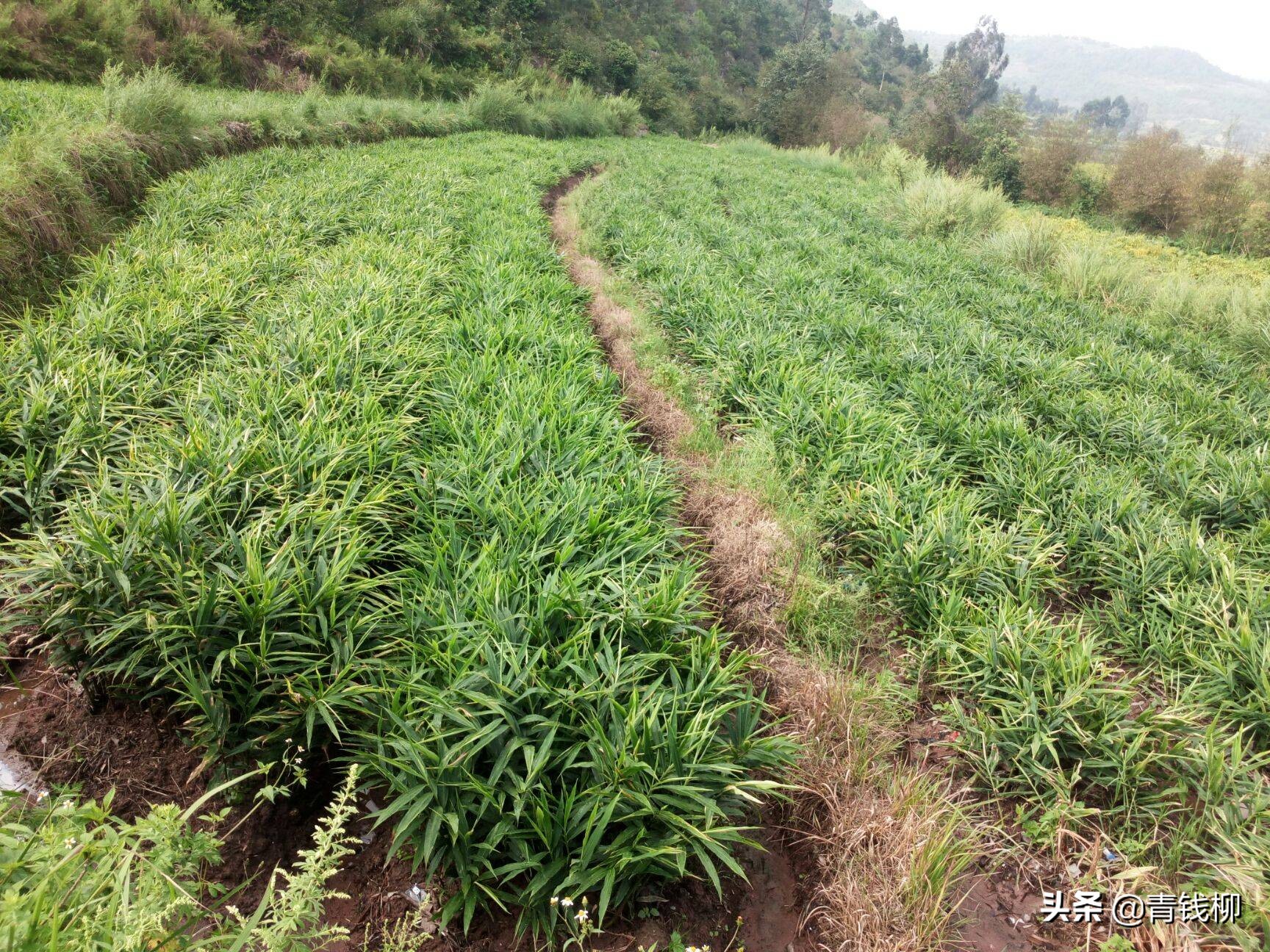 山东二号小黄姜的种植技术,广西山地小黄姜种植