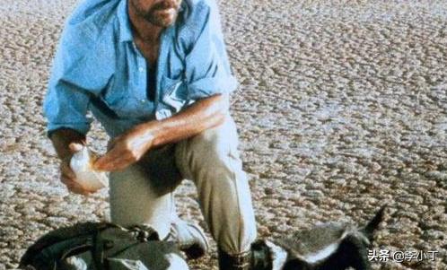 网红非洲平头哥，它的名字叫什么，为啥能把眼镜蛇当辣条吃